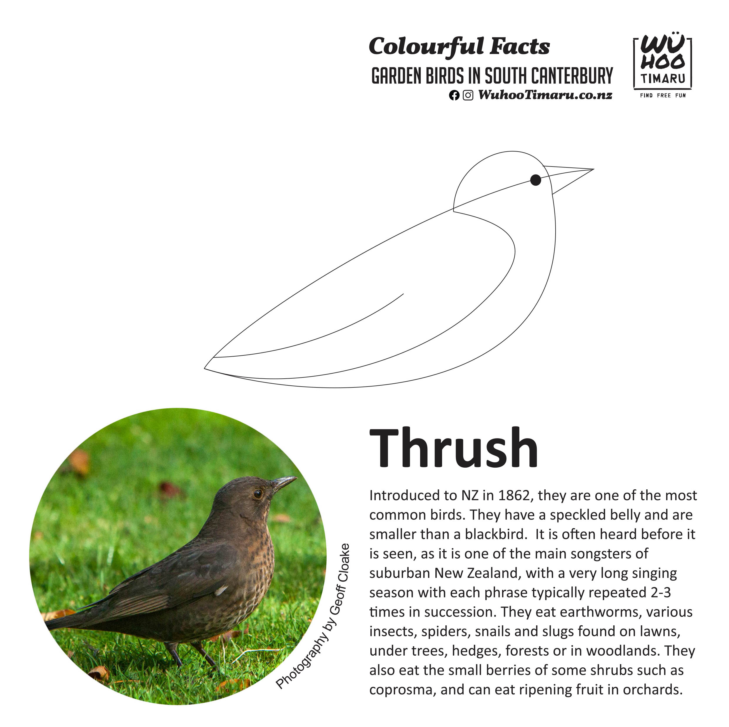 Thrush 