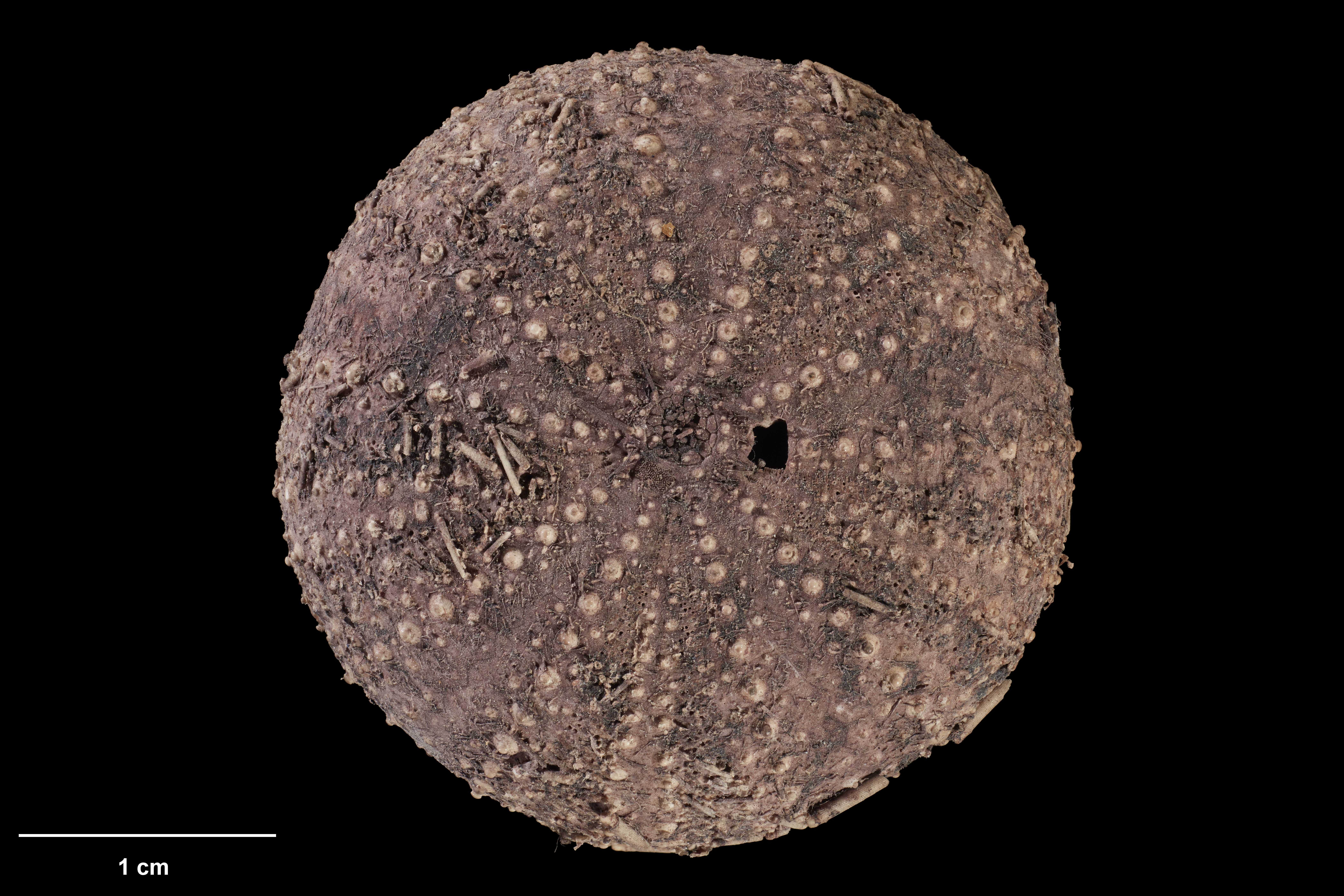 MA I927666 TePapa Pseudechinus albocinctus full