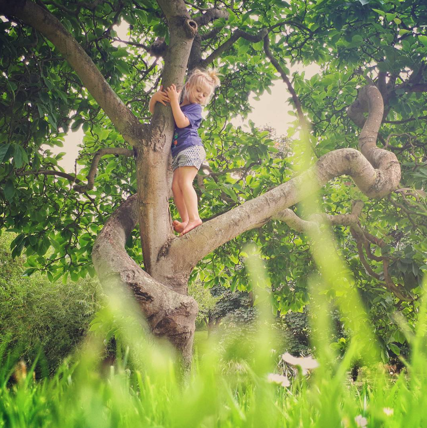 Climbing Trees at Timaru Botanic Gardens