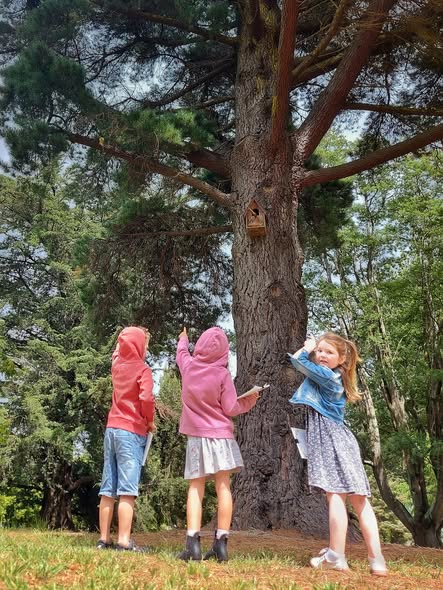 Explore the Trees 2