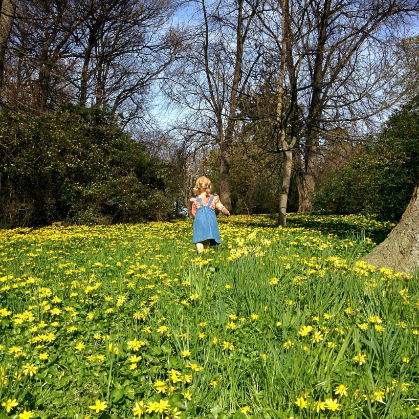 Feild of flowers at timaru botanic gardens