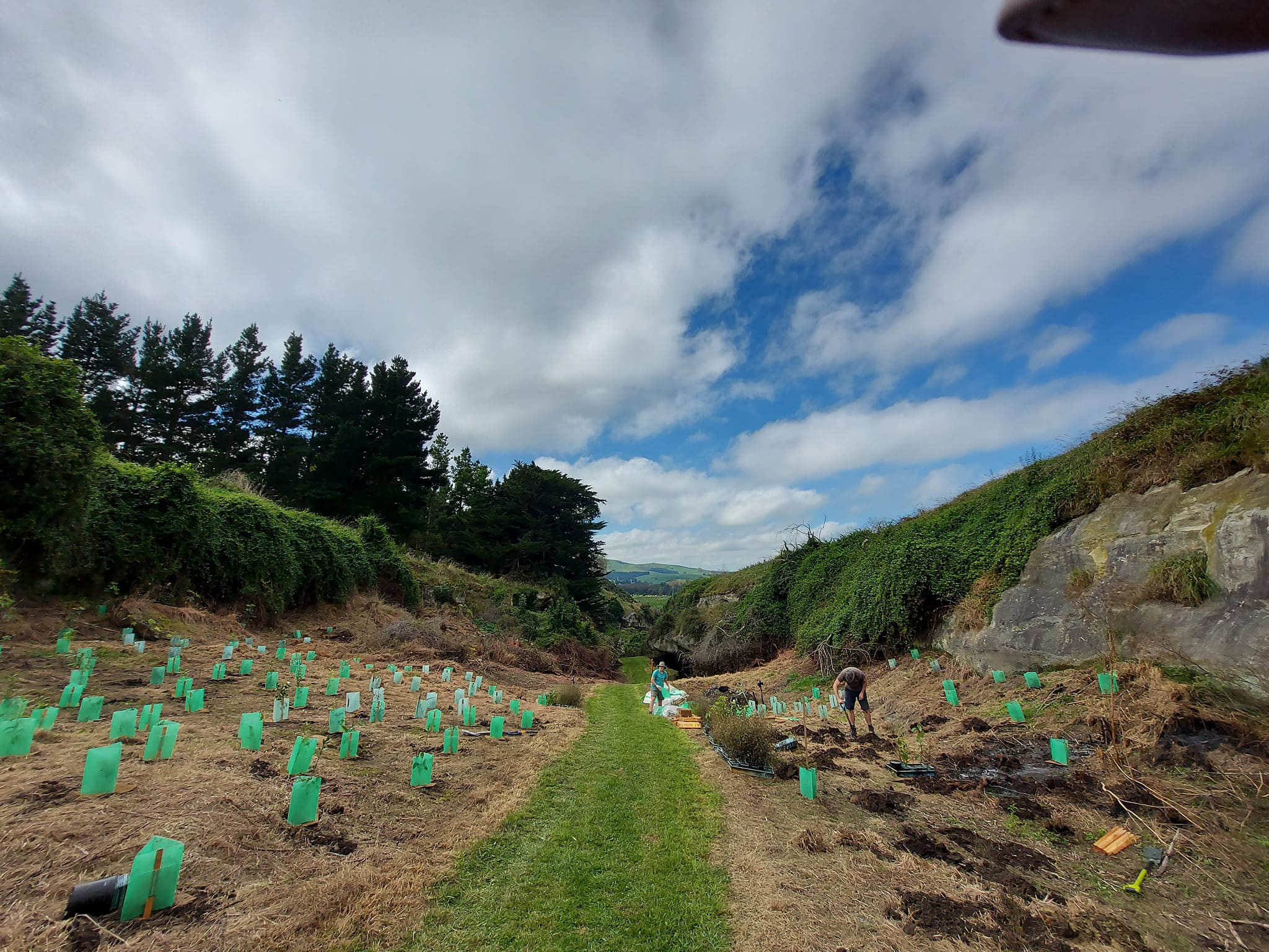 OpihiTreePlanting 2022 1