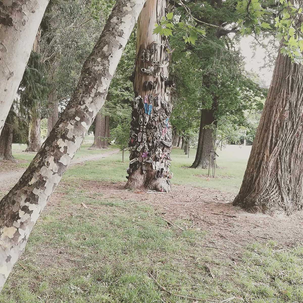 WuHoo Temuka Domain Shoe Tree