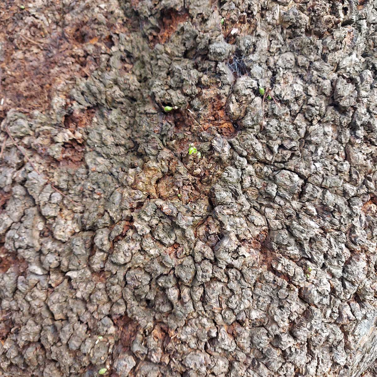 WuHoo Timaru Market Place Alexandra Square