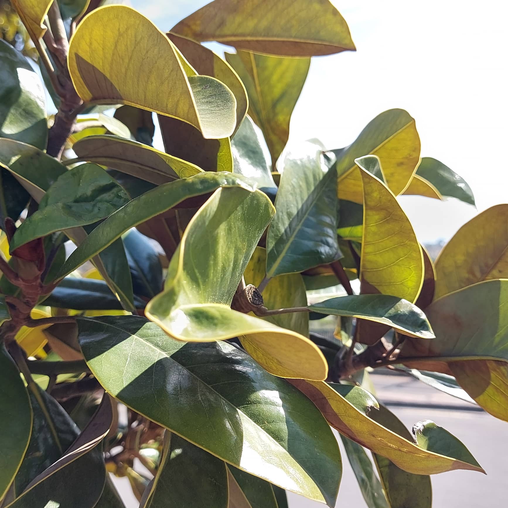 WuHoo Timaru BayHill Thodey Magnolia
