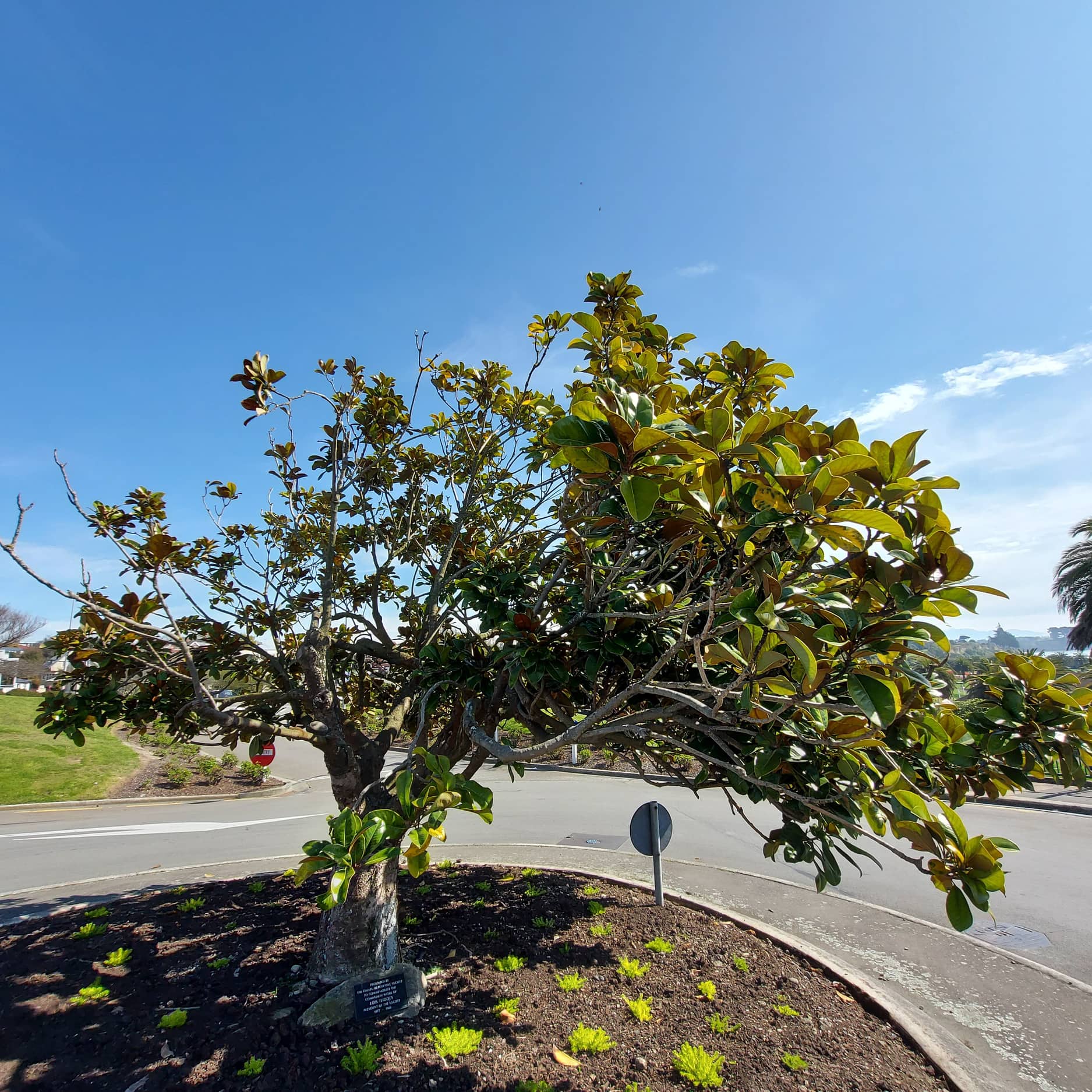 WuHoo Timaru BayHill Thodey Magnolia