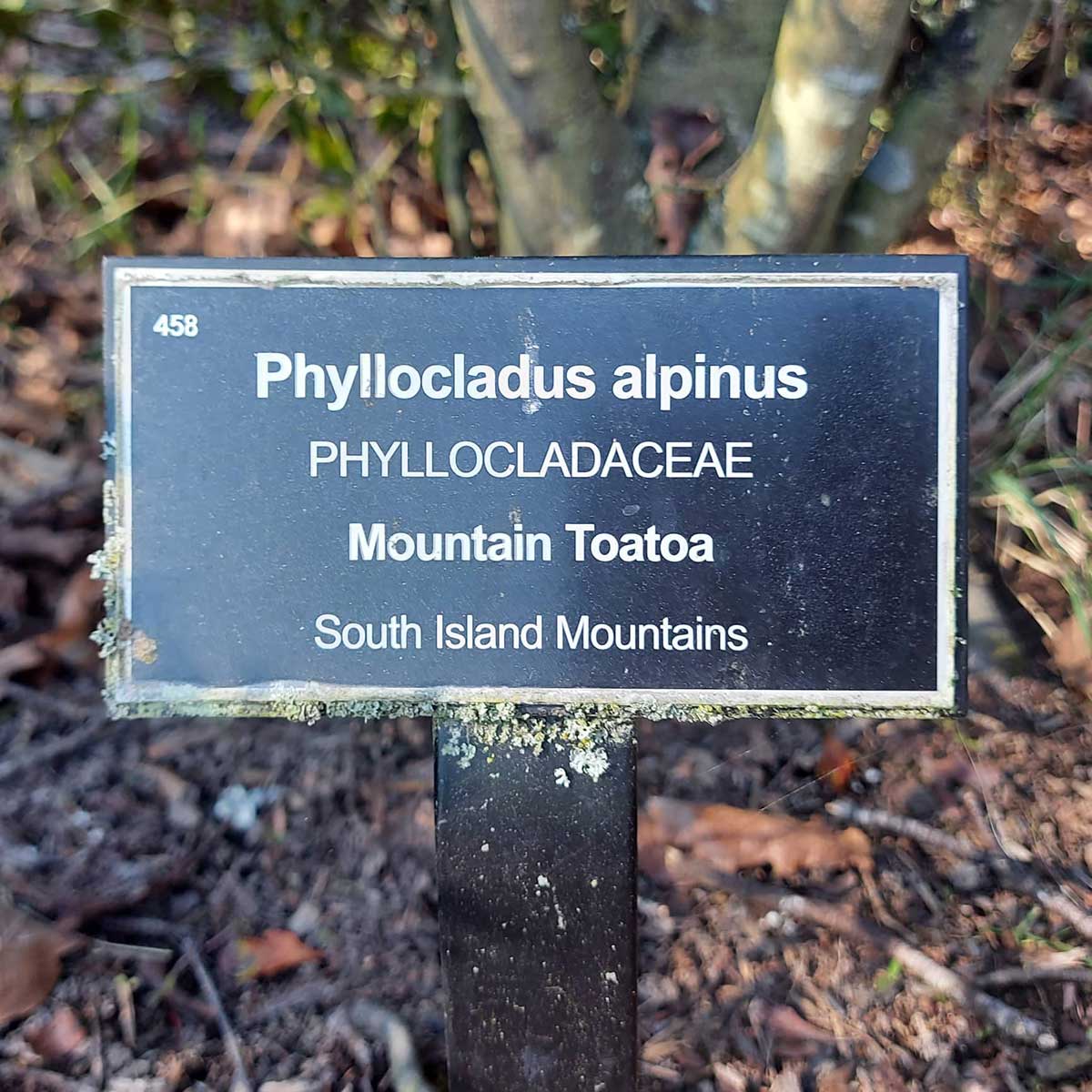 WuHoo Timaru Botanic Gardens Totara