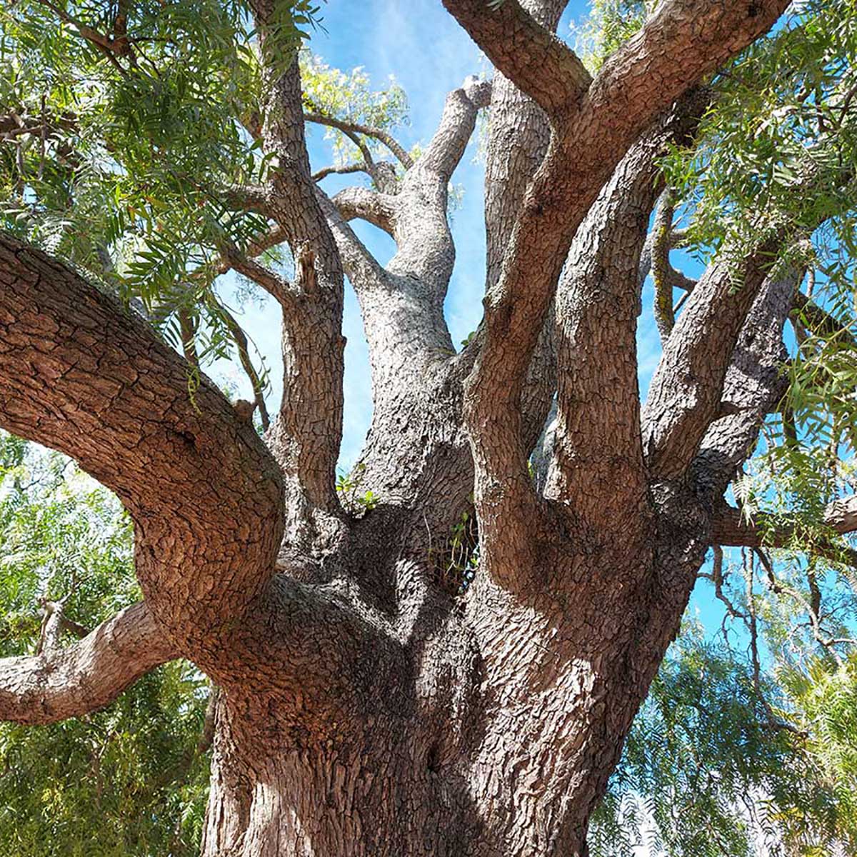 WuHooTimaru Trees 101723