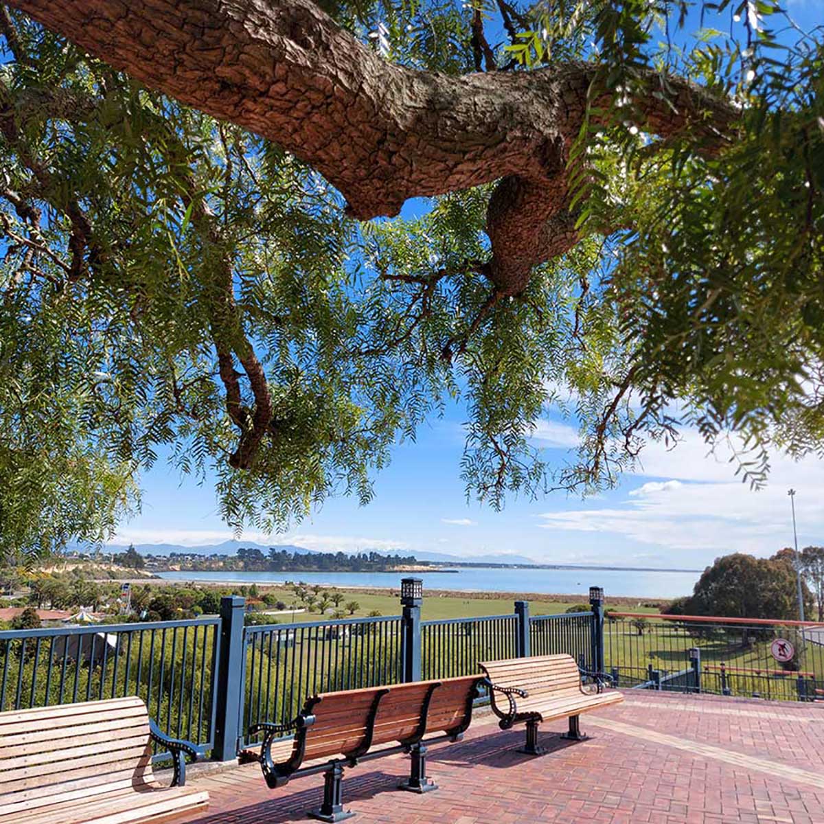 WuHooTimaru Trees 101800