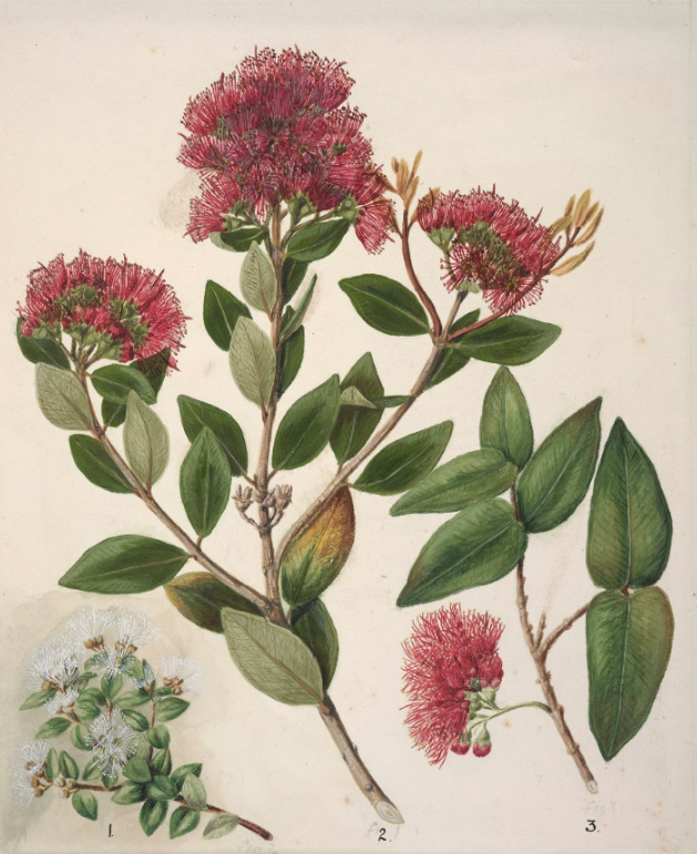 Aka Rata c1885 NZ by Sarah Featon Purchased 1919 Te Papa 1992 0035 227777