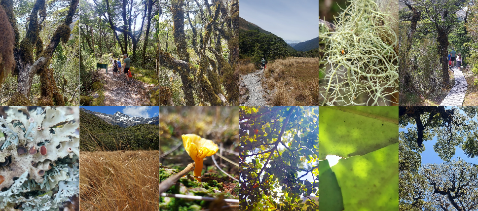 Alpine Plants at Arthurs Pass Photography by Roselyn Fauth 2025