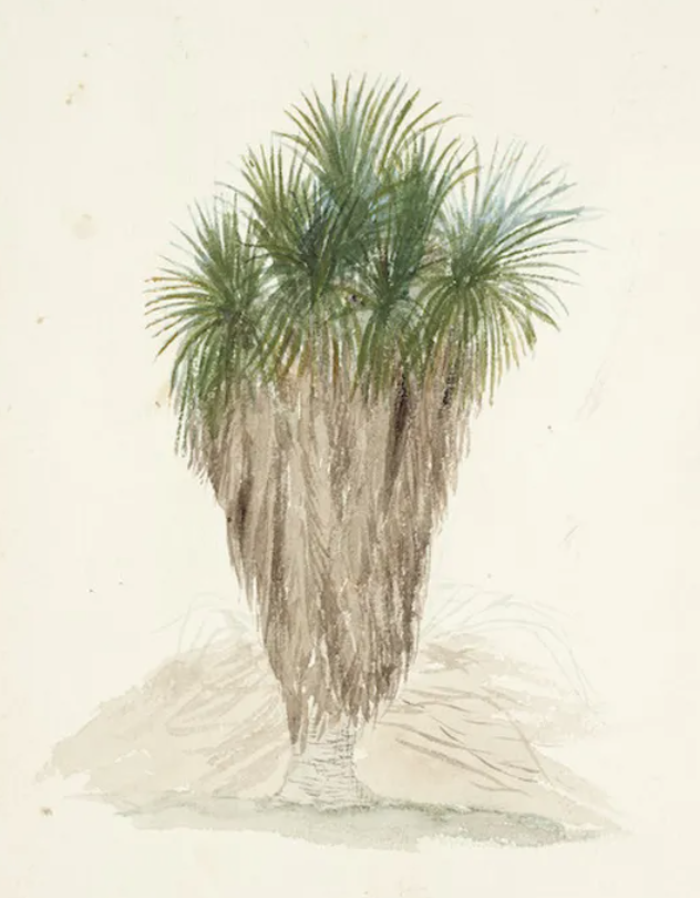 Cabbage tree ti kouka unkown artist Alexander Turnbull Library records22770971