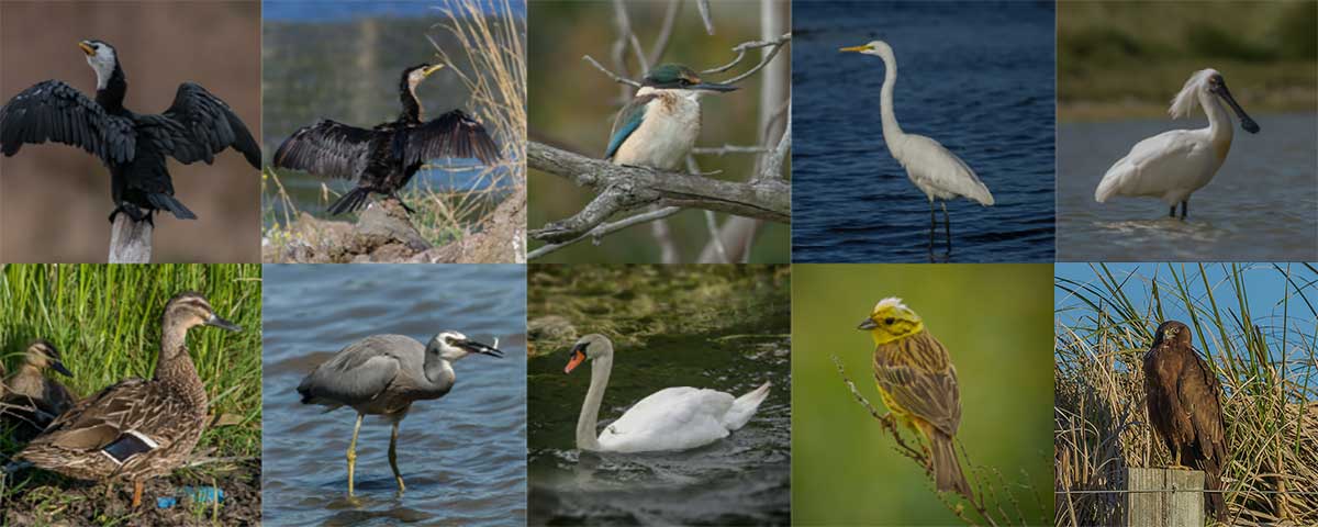 Birds at Otipua Wetland Timaru Photos Ron Lindsay and Geoff Cloake