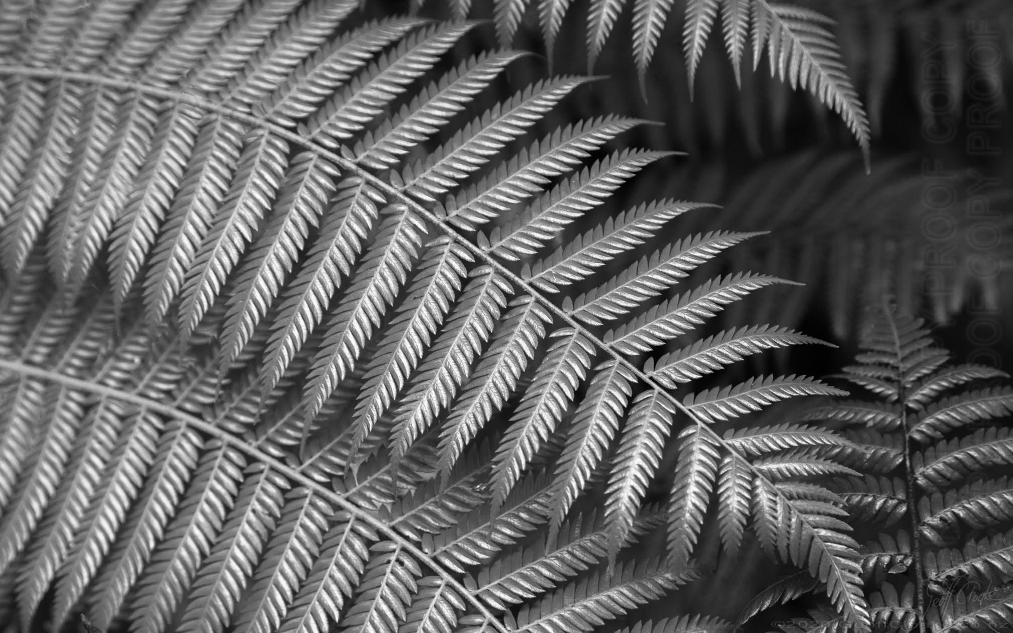 Fern Geoff Cloake