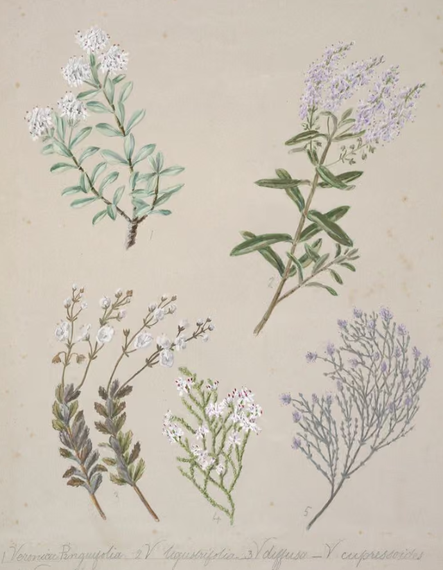 Hebe pinguifolia