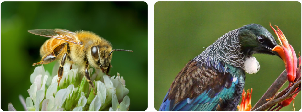Honeybee on white clover and Tui feeding on harakeke