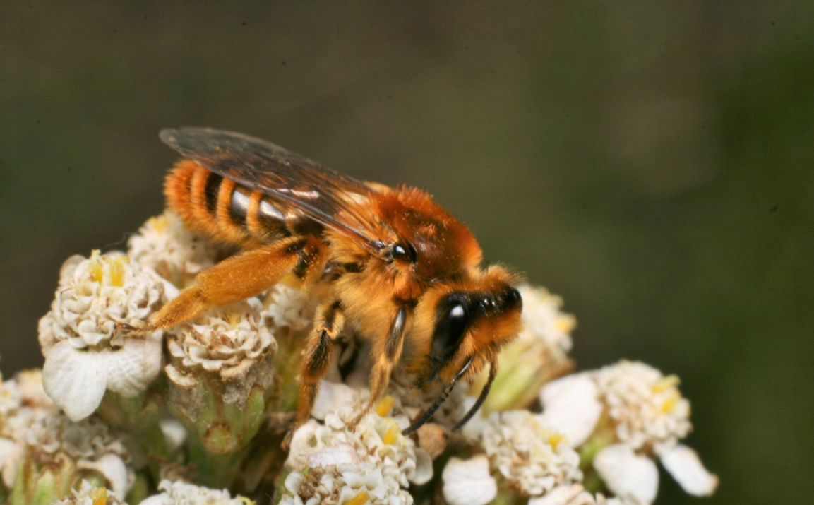 Leioproctus fulvescens is a species of solitary bee
