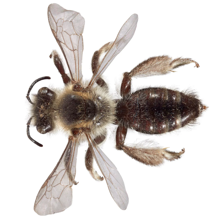 Leioproctus paahaumaa Photo by Jean Claude Stahl Te Papa
