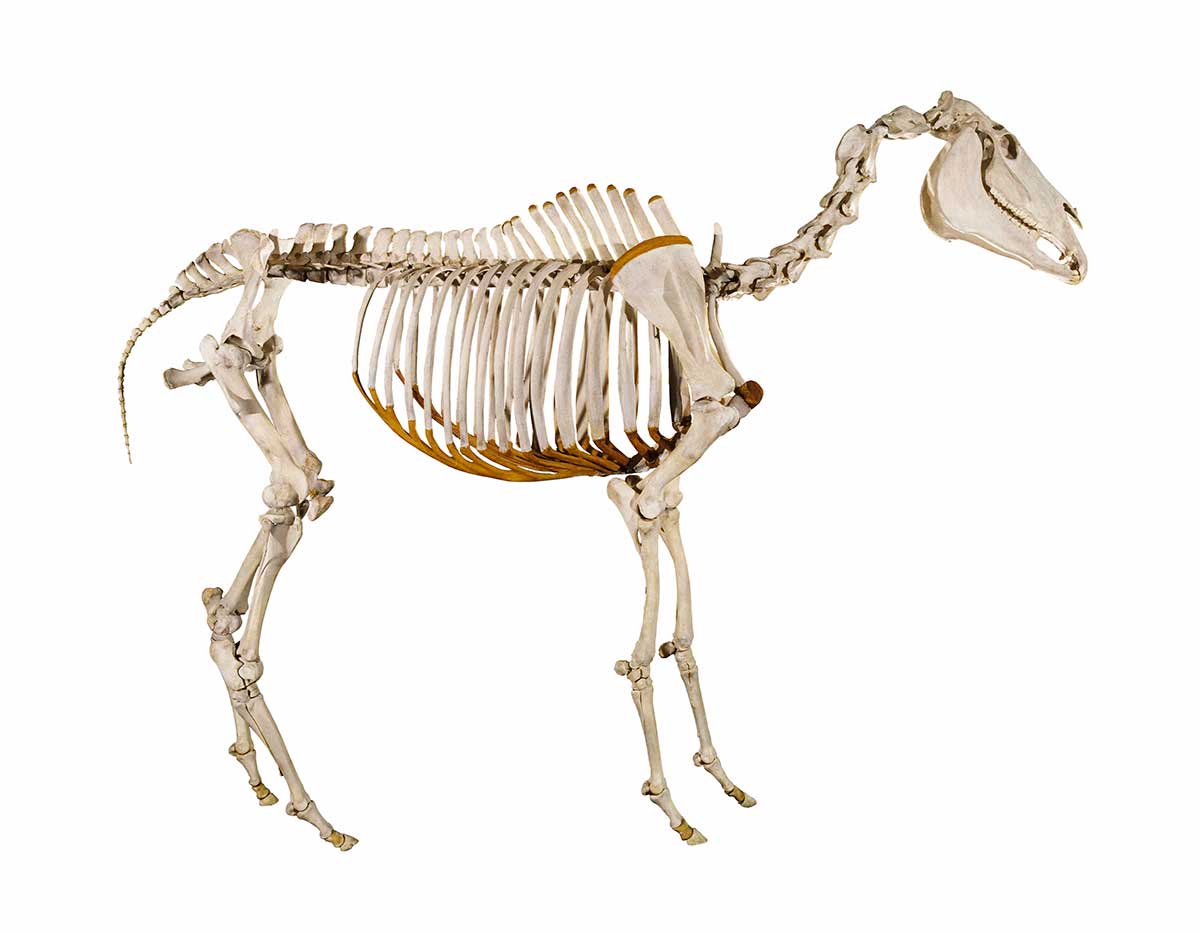 MA I006712 TePapa Equus caballus full