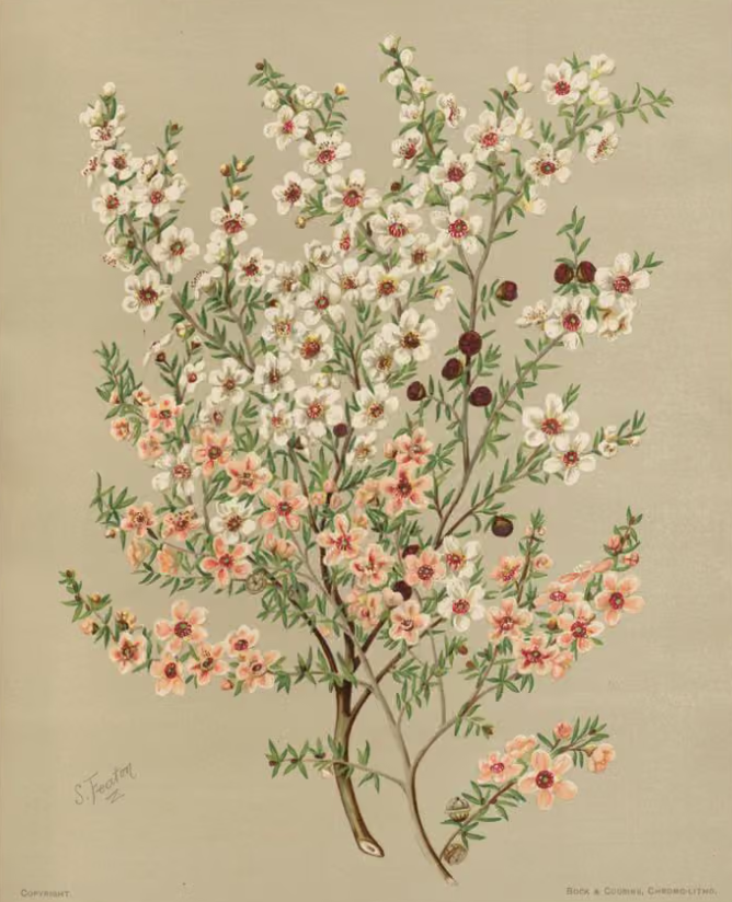 Manuka Leptospermum scoparium by Sarah Featon Bock and Cousins Te Papa RB001317034a