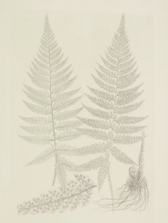 Polystichum richardii Hooker J Smith 1895 Te Papa 1992 0035 23531936