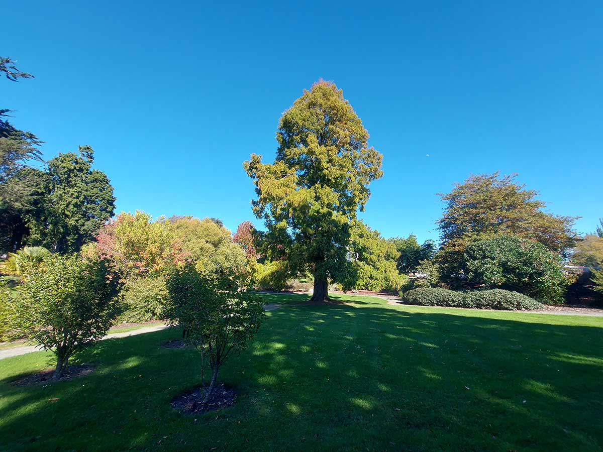 Dawn Redwood tree 2026 20260409 110751 R Fauth