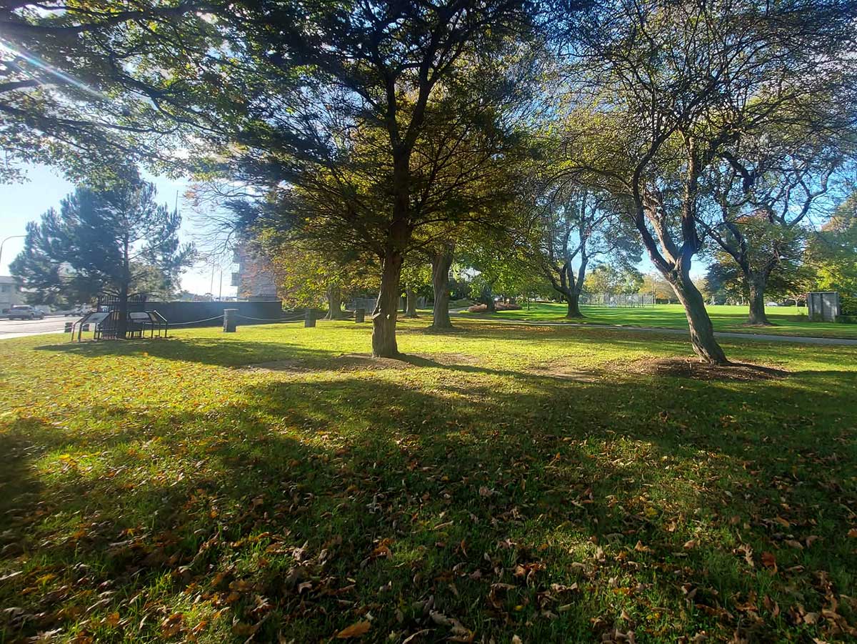Lone Pine at the left inside the Timaru Botanic Gardens Photography Roselyn Fauth April 2026