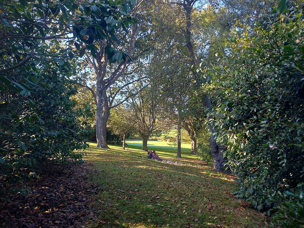 Timaru botanic Gardens near wych elm RFauth 2026