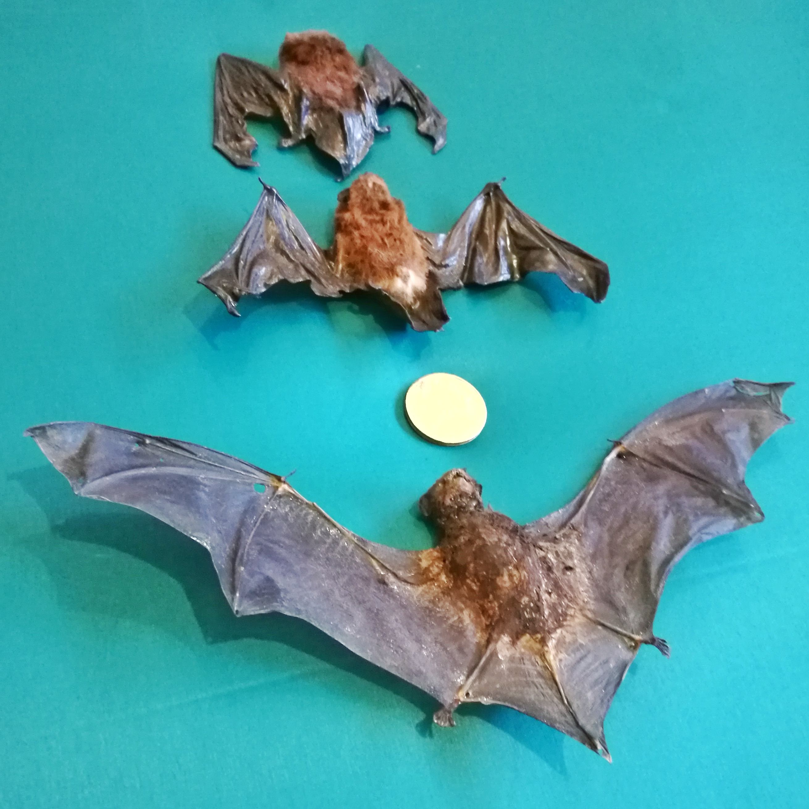 WuHooTimaru Bats 094718 01