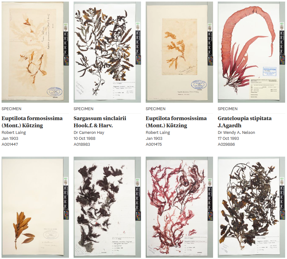 Te Papa Specimens Screenshot 2026 04 17 090757