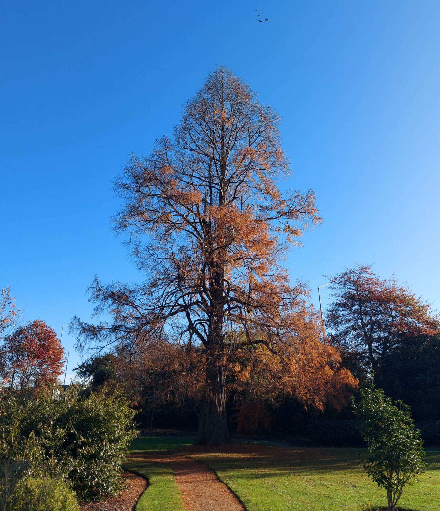 Timaru Botanic Gardens Dawn Redwood 230517 Autumn