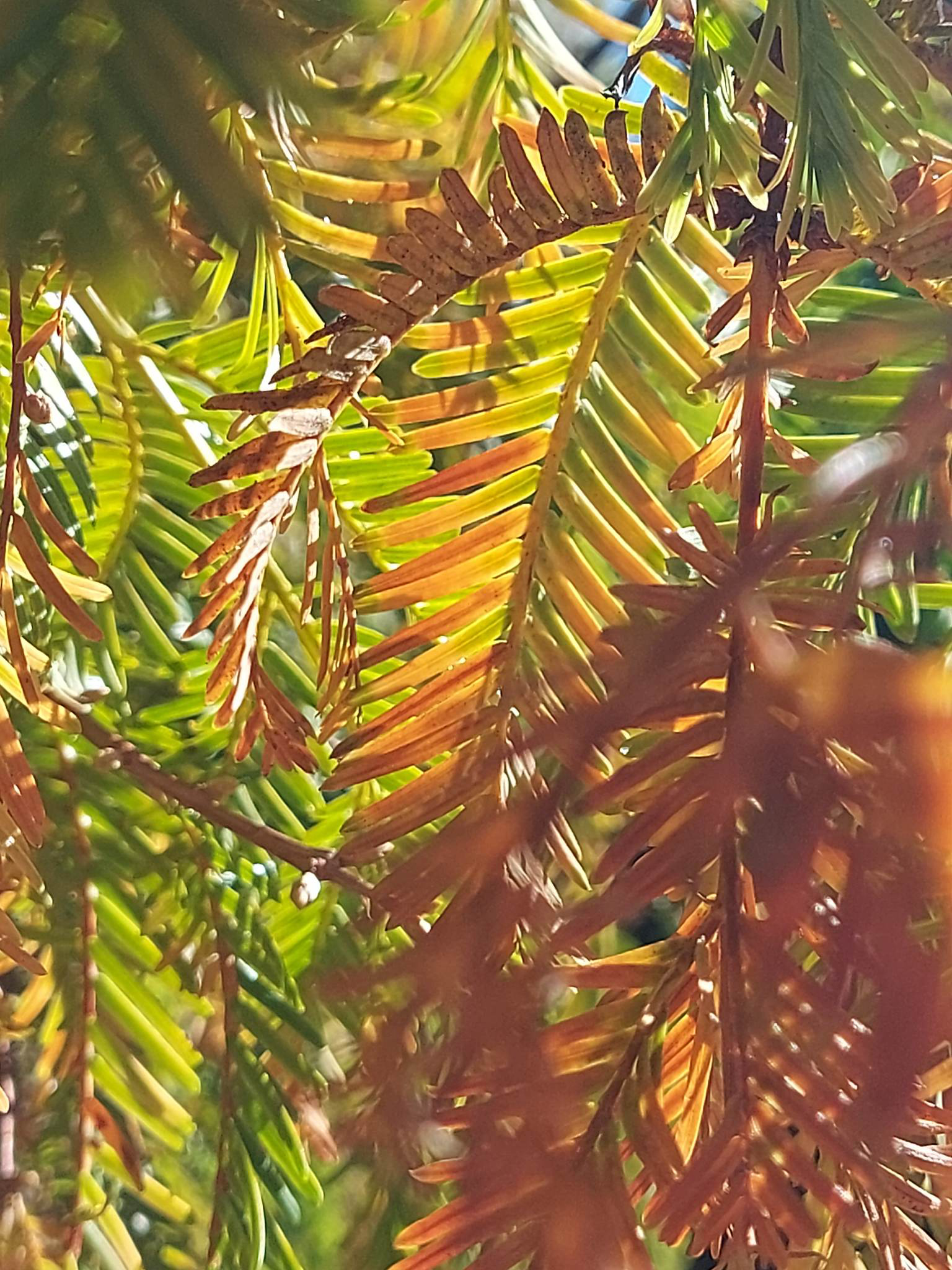 TimaruBotanicGardens DawnRedwood 230517 Autumn