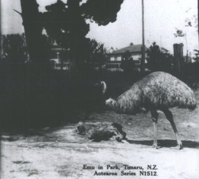 Emu in Park
