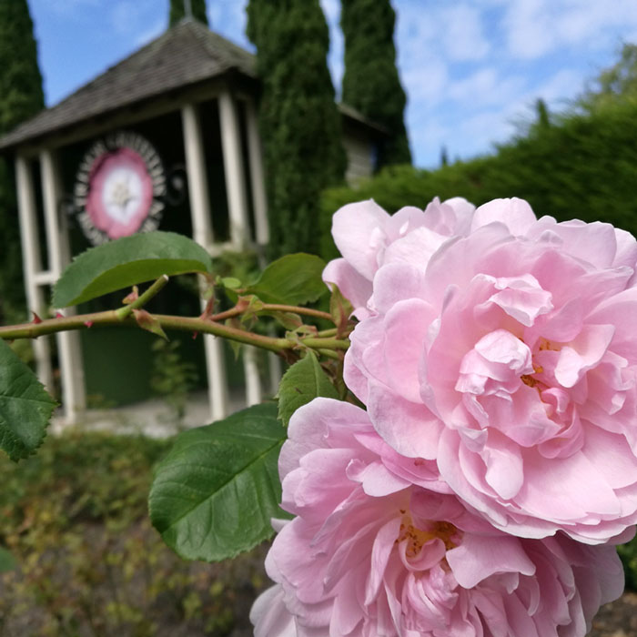 Rose Garden Caroline Bay Roselyn Fauth