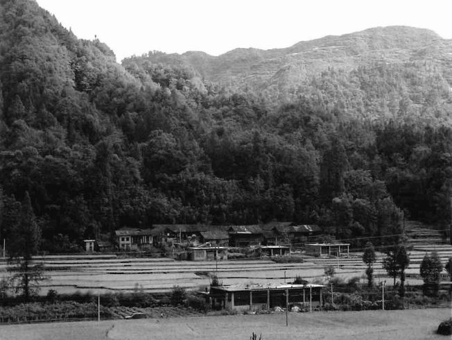 Native habitat of Meta sequoia glyptostroboides Hubei September2003