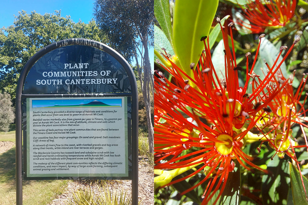 Plant Communities of South Canterbury Area