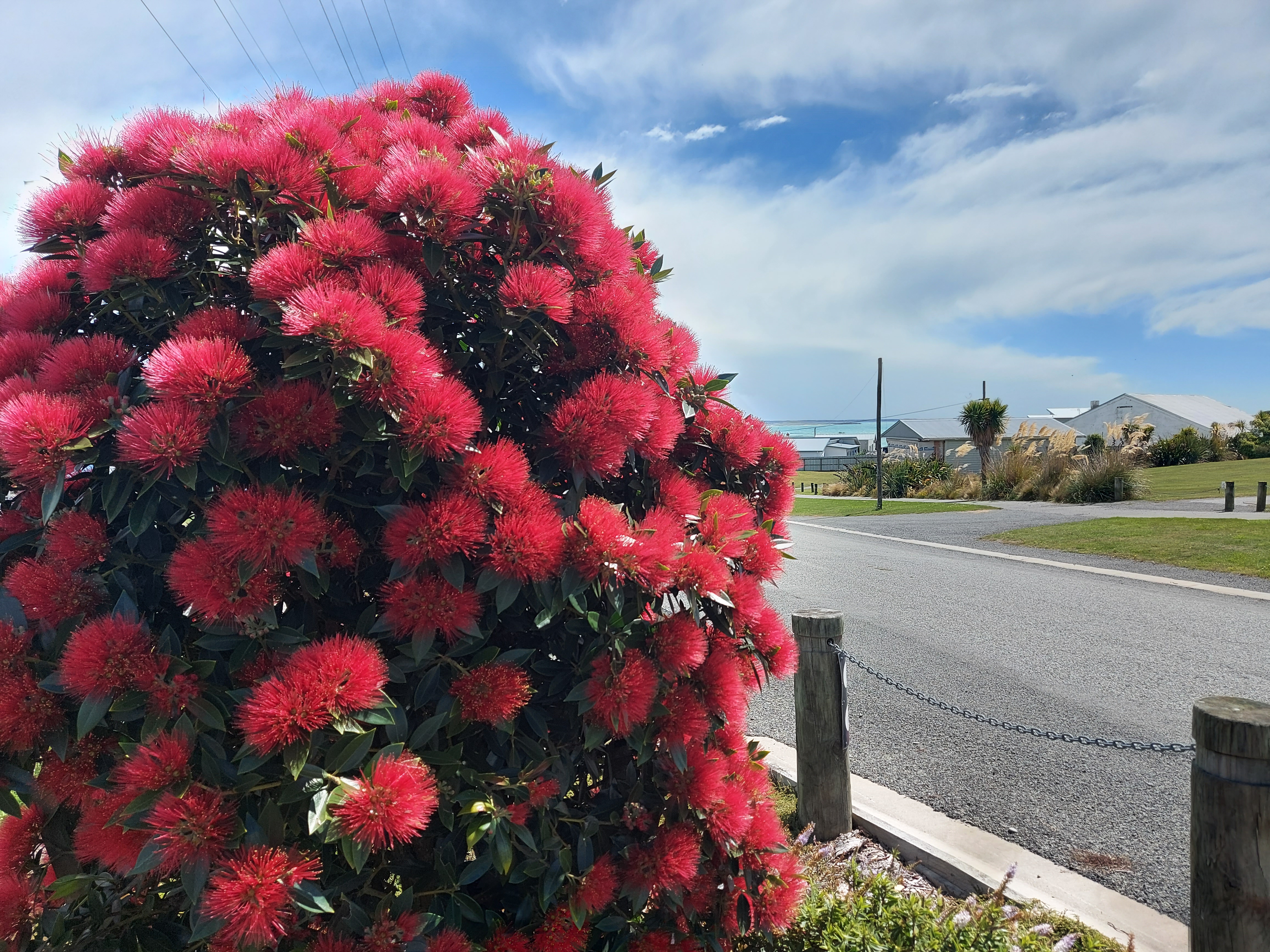 Rata Hybrid on South Street by roselyn Fauth