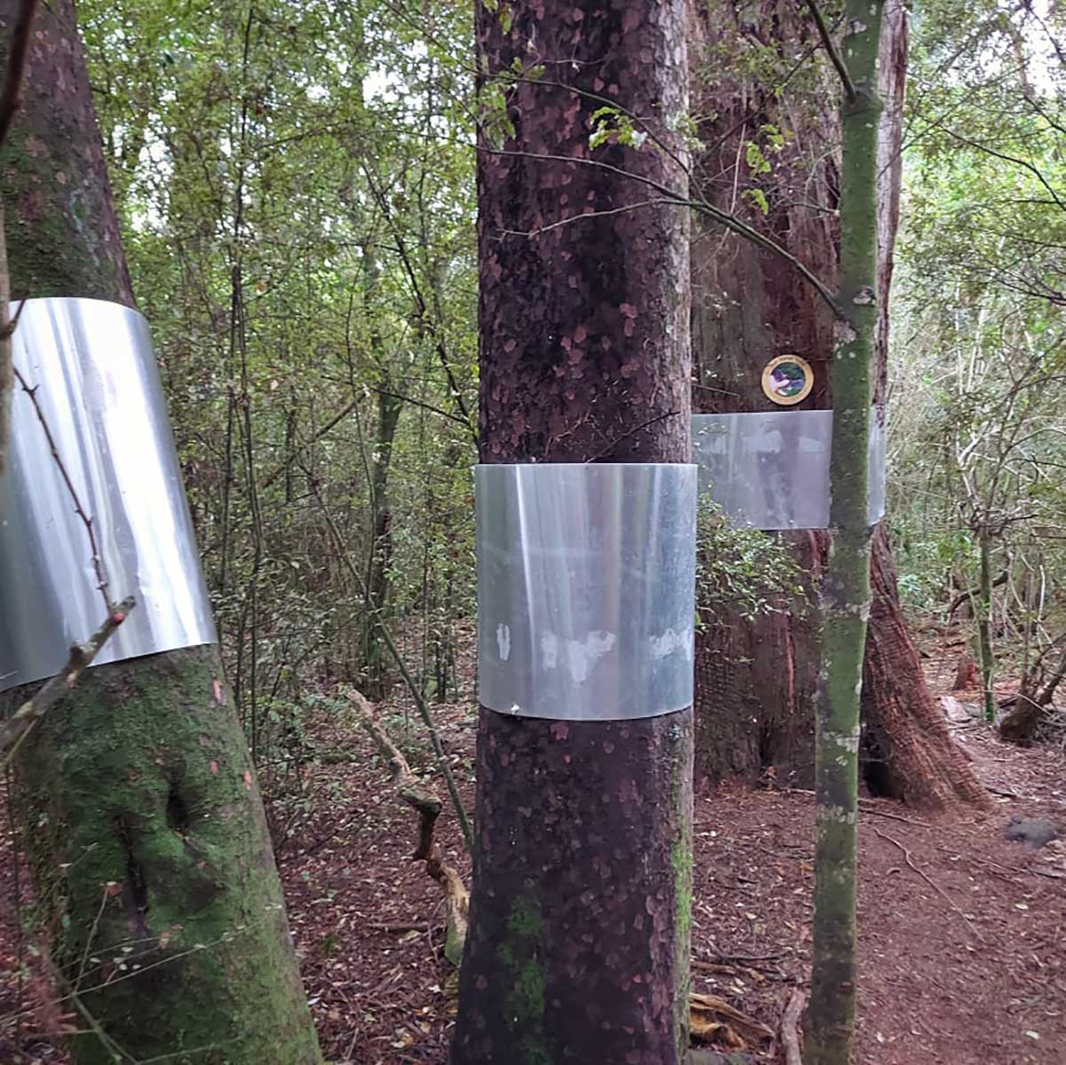 WuHoo Bat Roosting Trees Geraldine Talbot Forest 
