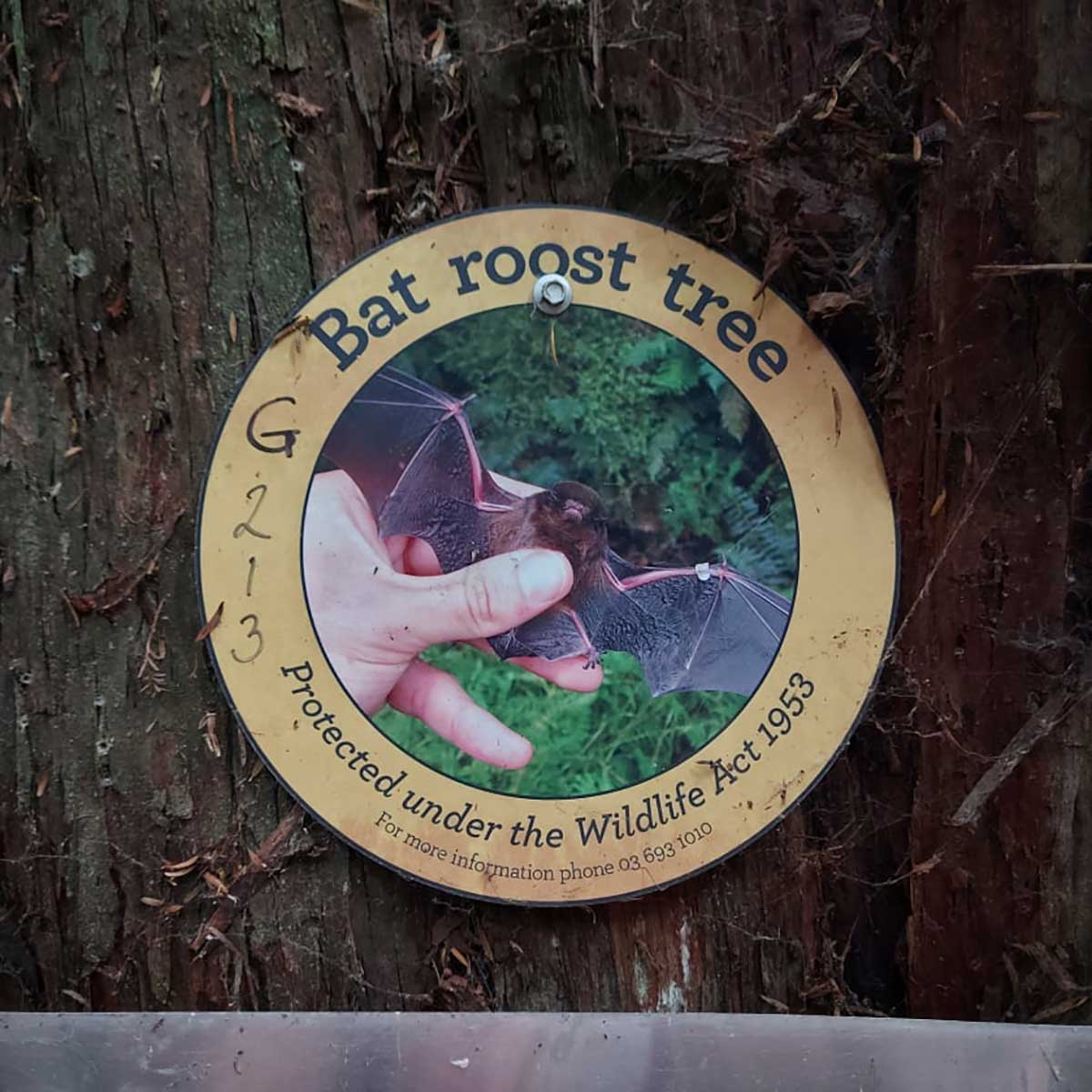 WuHoo Bat Roosting Trees Geraldine Talbot Forest 