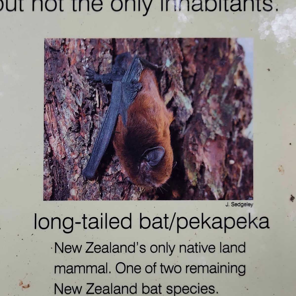 WuHoo Bat Roosting Trees Geraldine Talbot Forest 