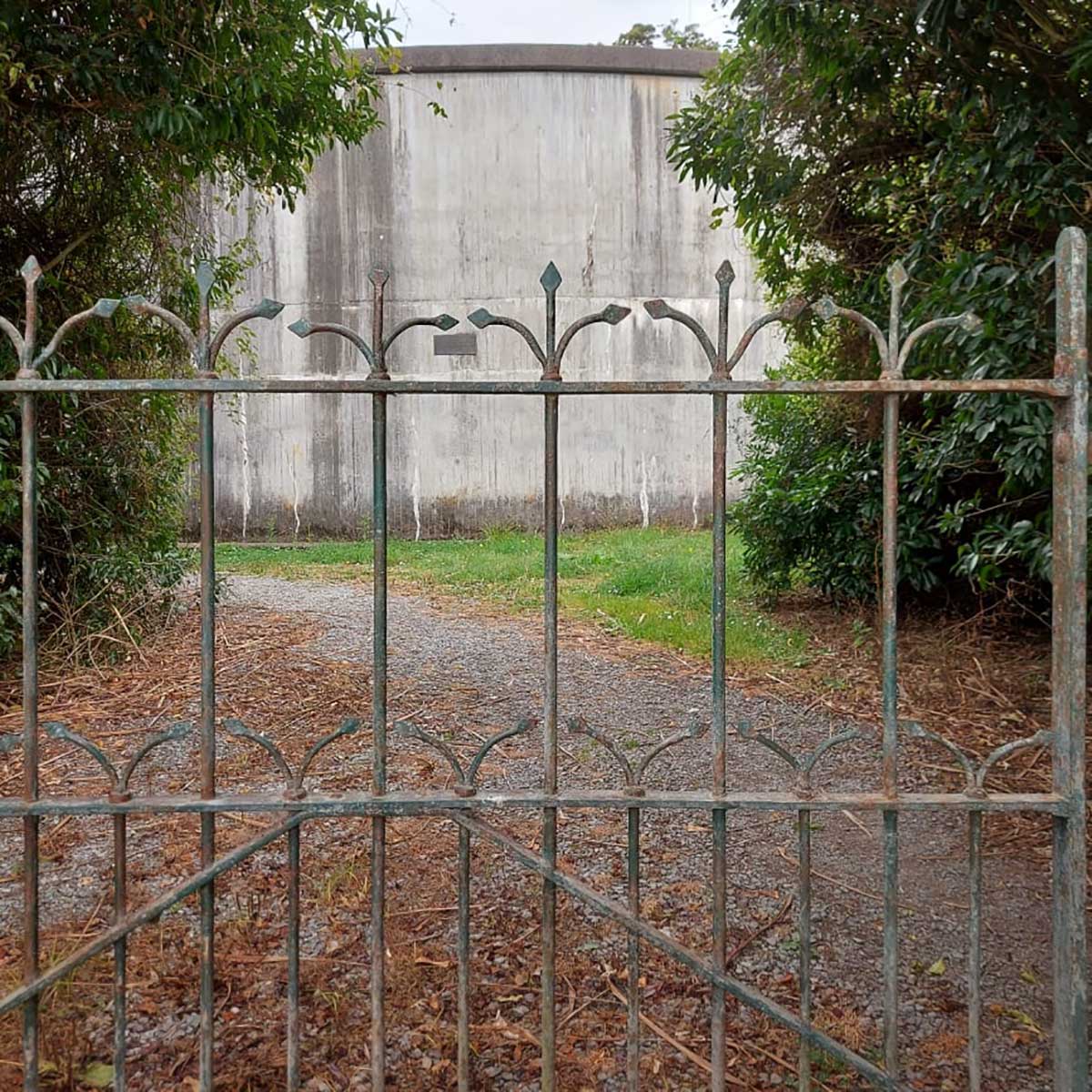 WuHoo Bat Roosting Trees Geraldine Talbot Forest 
