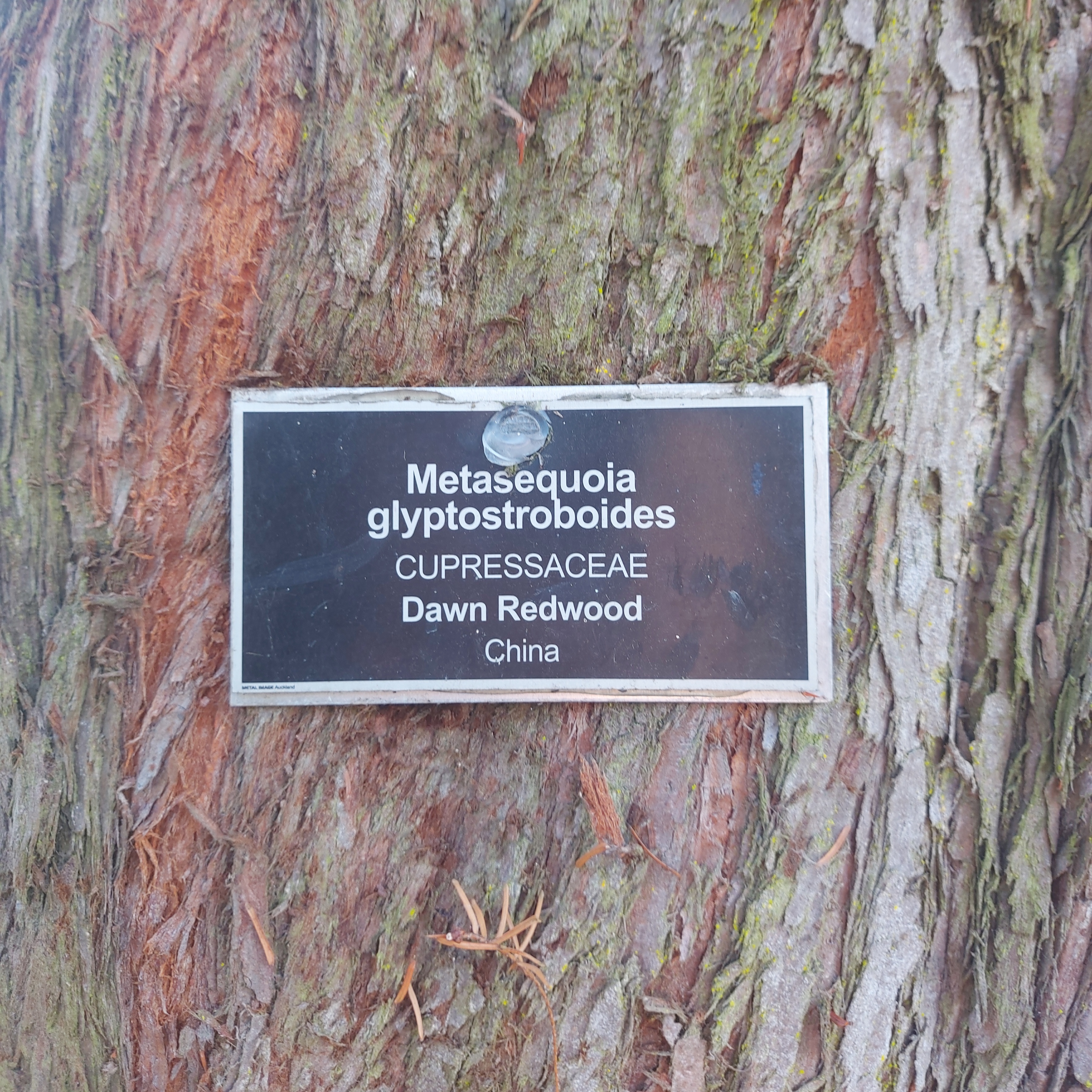 WuHoo Dawn Redwood TimaruBotanicGardens 20230603 112624 01