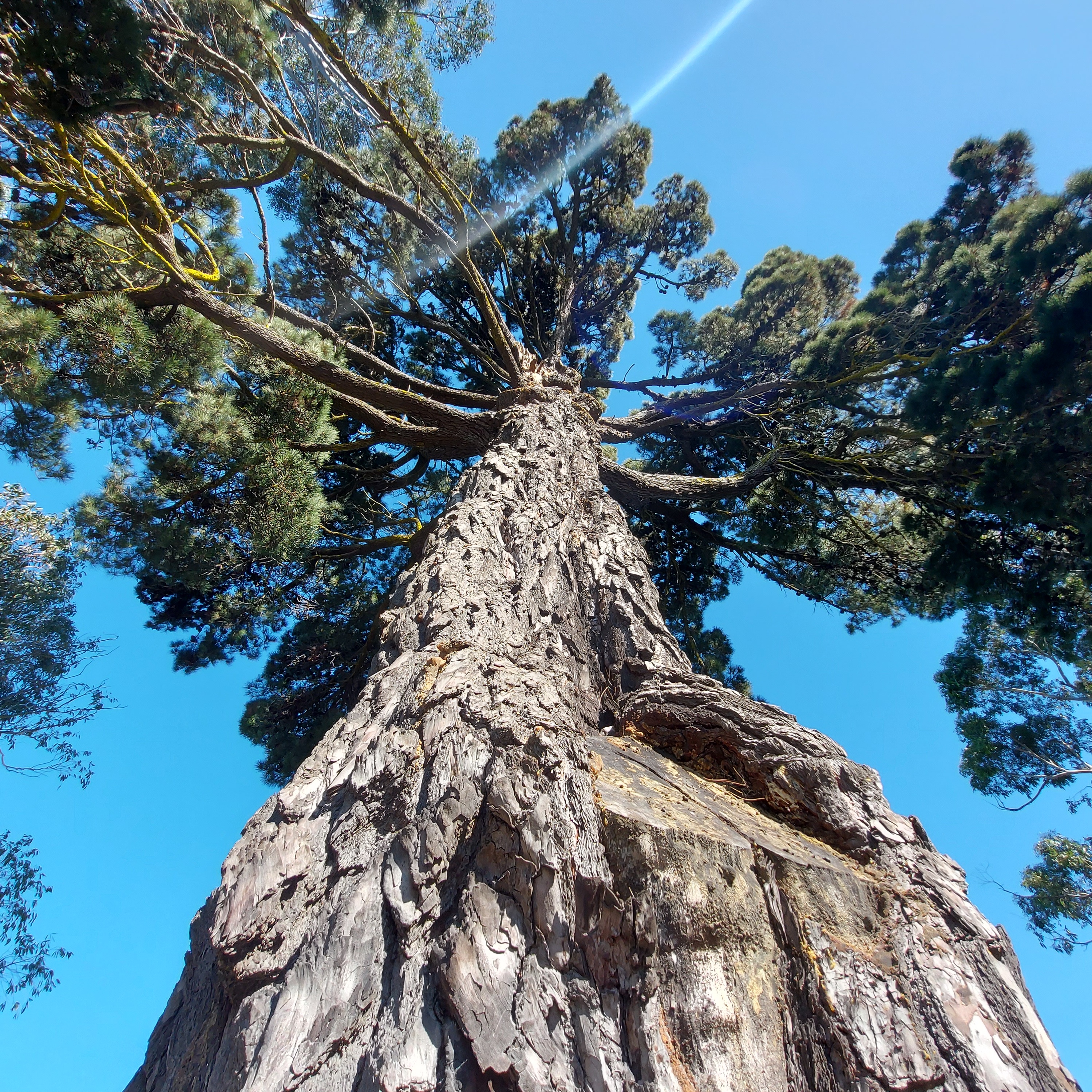 WuHoo Pinus Radiata TimaruBotanicGarden 20230428 131718 01