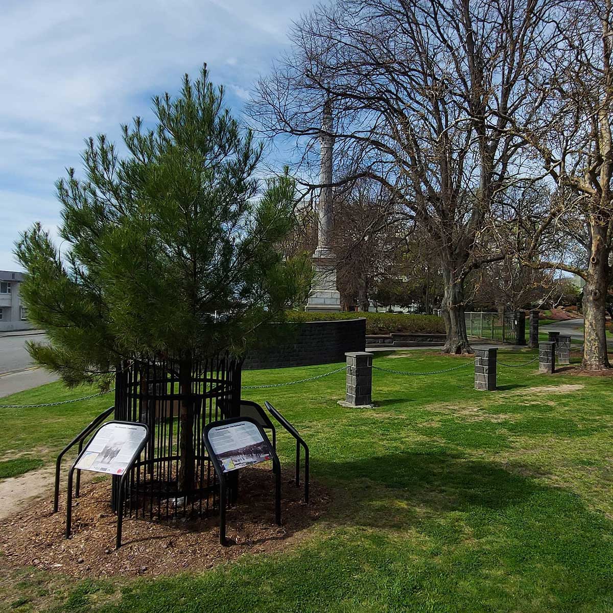 WuHoo Timaru Botanic Gardens Gallipoli Red Pine