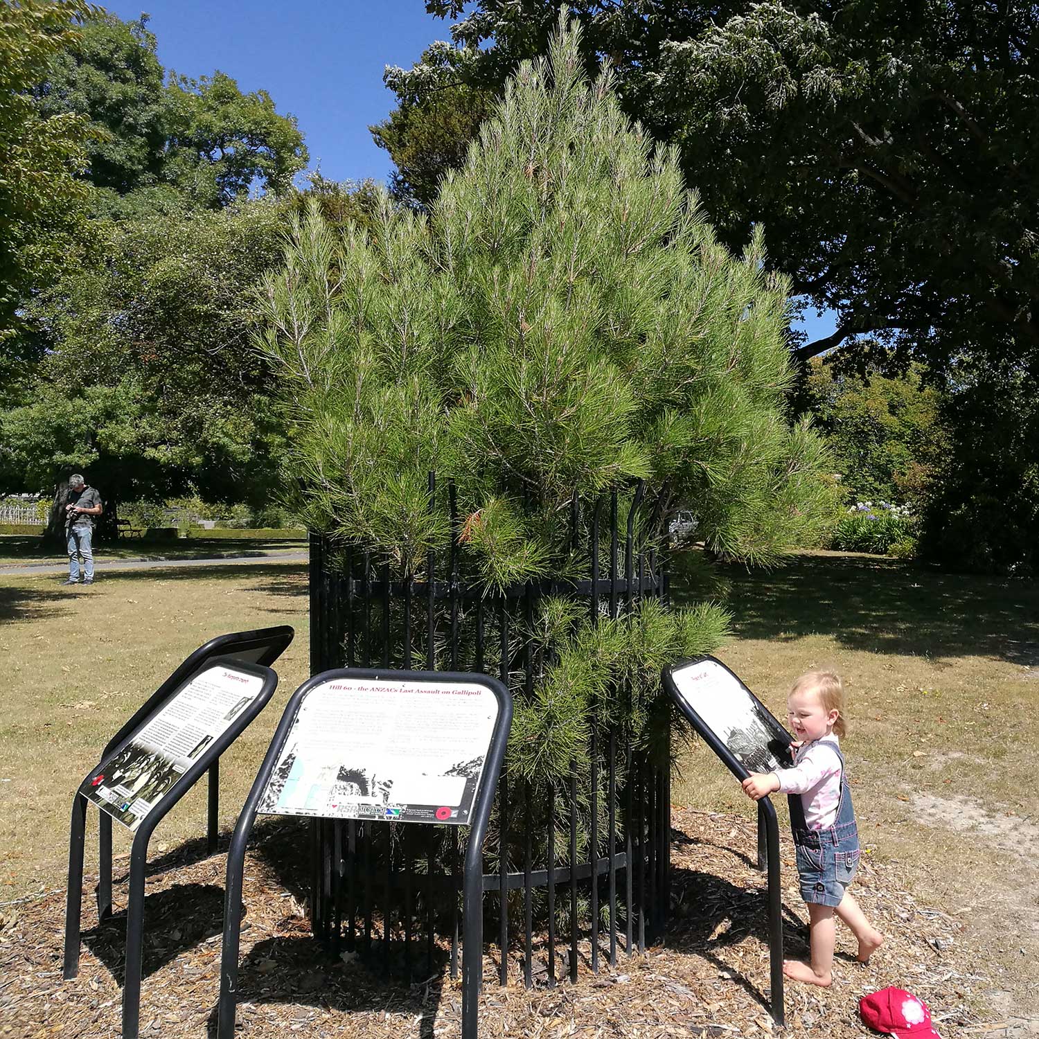 WuHoo Timaru Botanic Gardens Gallipoli Red Pine