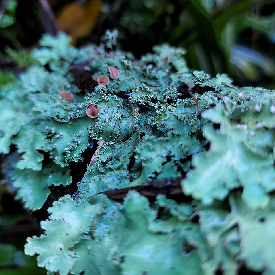 WuHooTimaru Geraldine TalbotForest 001