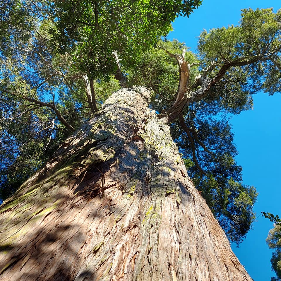 WuHooTimaru Geraldine TalbotForest 001