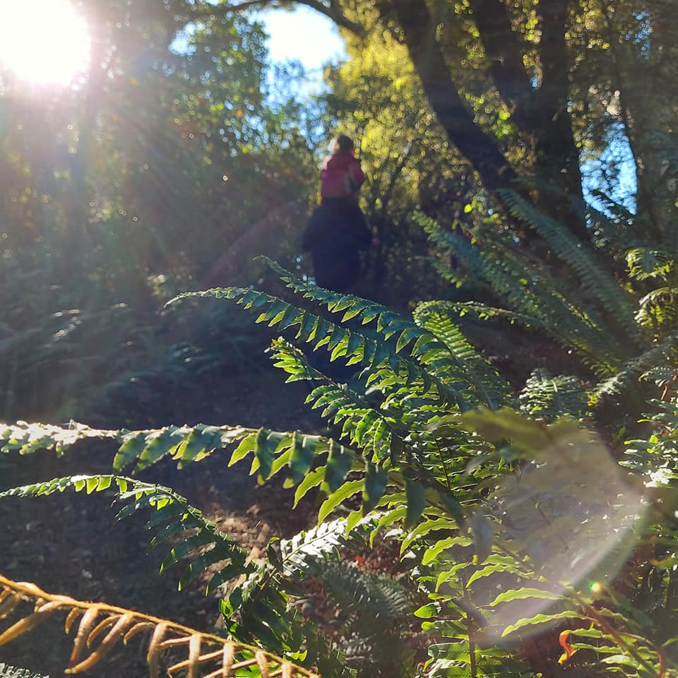 WuHooTimaru Geraldine TalbotForest 001