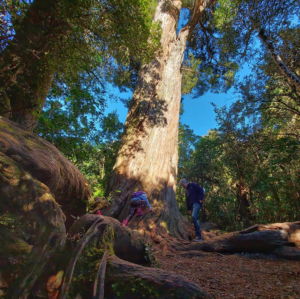 WuHooTimaru Geraldine TalbotForest 001