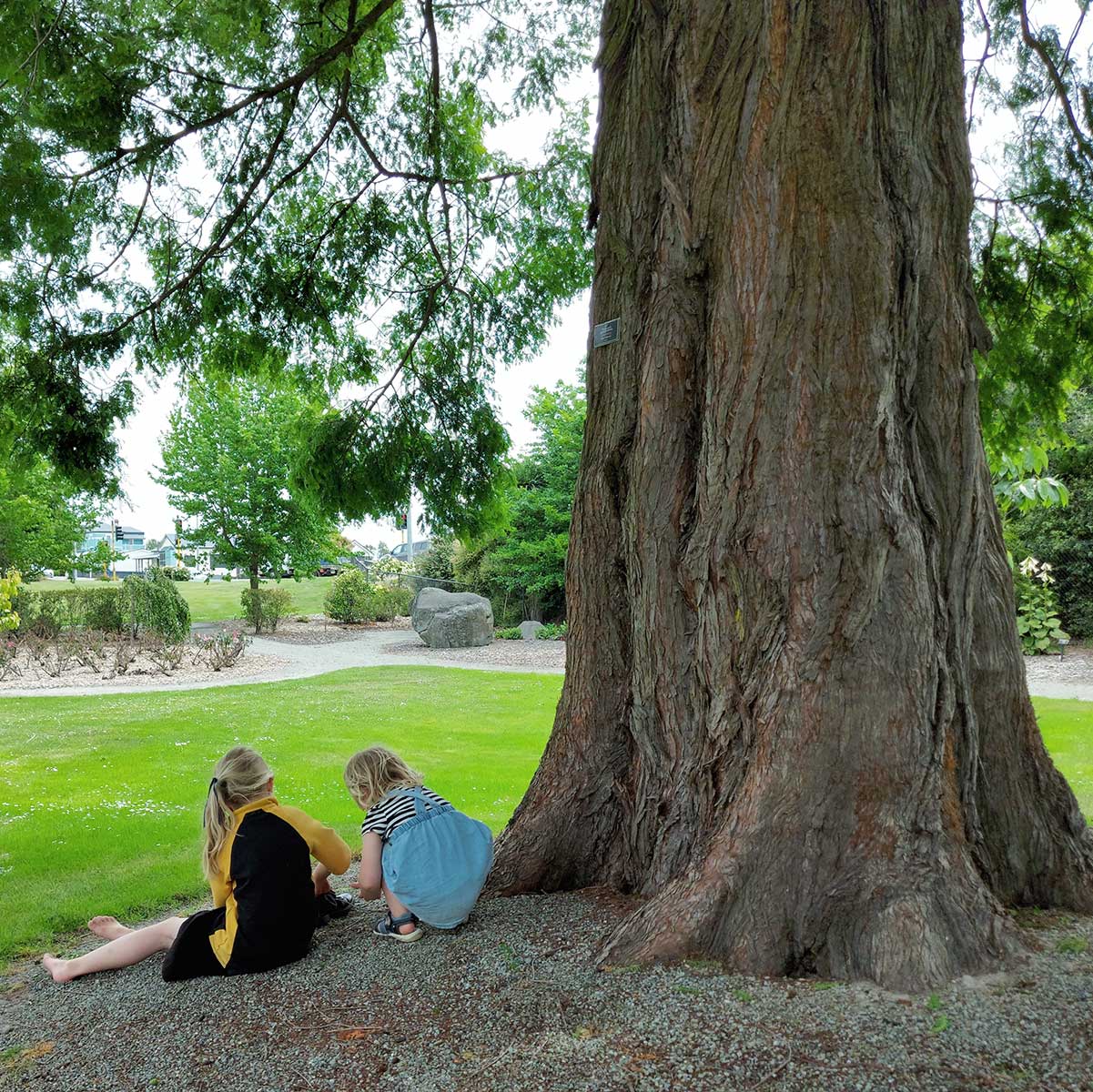 WuHooTimaru Metasequoia Dawn Redwood